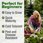 HOME GROWN Detroit Dark Red Beet Seeds 500+ Heirloom Non GMO Seeds - Image 4