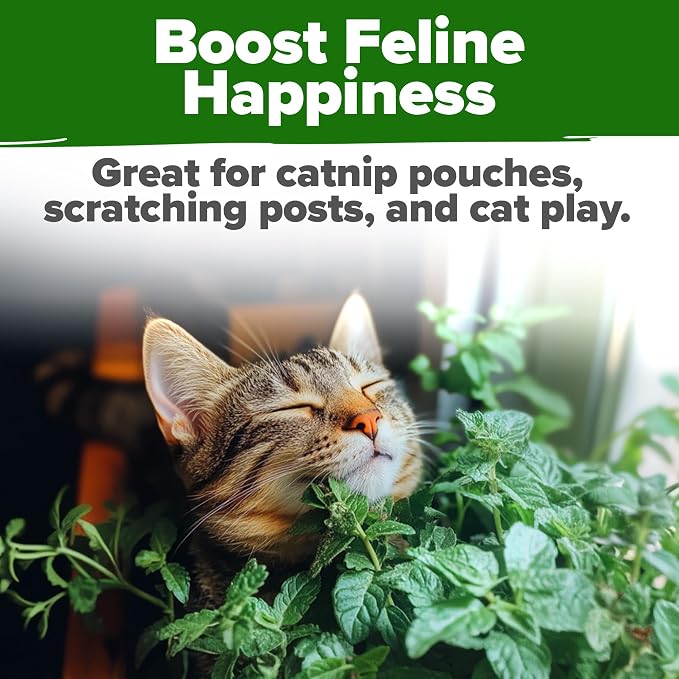 HOME GROWN Catnip Seeds Heirloom Herb 4232 Seeds - Image 6