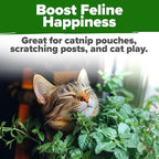 HOME GROWN Catnip Seeds Heirloom Herb 4232 Seeds - Image 6