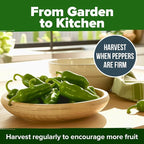 HOME GROWN Jalapeno Pepper Seeds 129+ Heirloom Non-GMO Seeds - Image 8