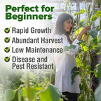 HOME GROWN Clemson Spineless Okra Seeds 101+ Heirloom Non-GMO Vegetable Seeds - Image 5