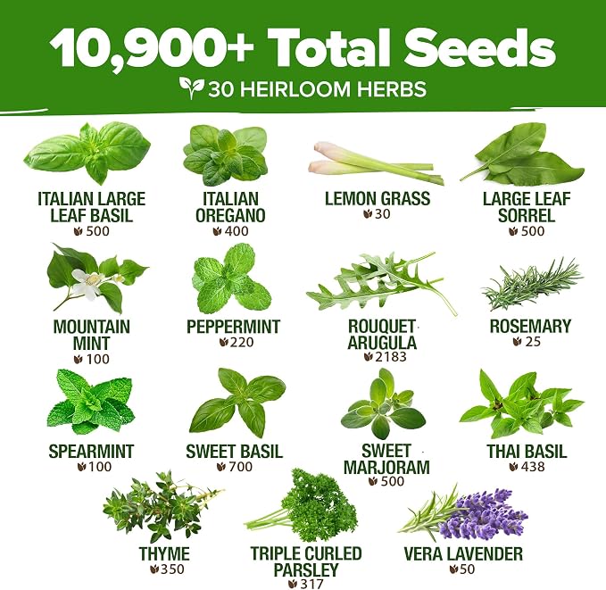HOME GROWN 30 Herb Seeds for Planting 10, 900+ Non-GMO Heirloom Seeds | Extra - Image 4