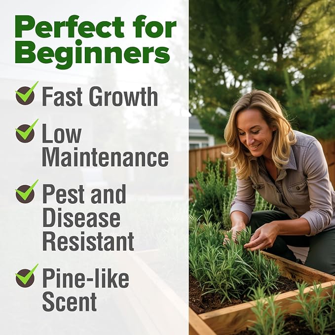 HOME GROWN Rosemary Seeds Pack - Image 5