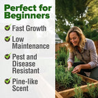 HOME GROWN Rosemary Seeds Pack - Image 5