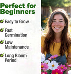 HOME GROWN Cosmos Flower Seeds Bulk Pack - Image 2