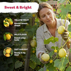 KVITER 75 Lemon Cucumber Seeds - Image 4