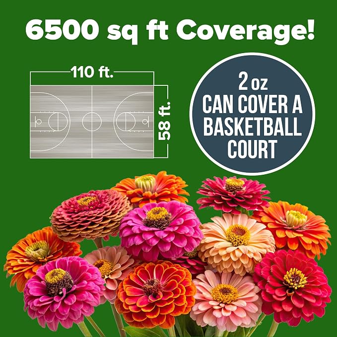 HOME GROWN Zinnia Seeds for 2026 - Image 3