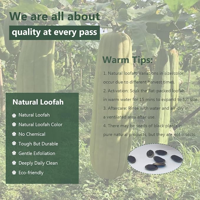 Natural Loofah Sponge, Organic Bath Loofah Pack, Lufas Exfoliating Body Scrubber - Image 6
