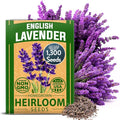 HOME GROWN Premium English Lavender Seeds -1, 300 Herb Seeds, Wildflower Seed by HOMEGROWN