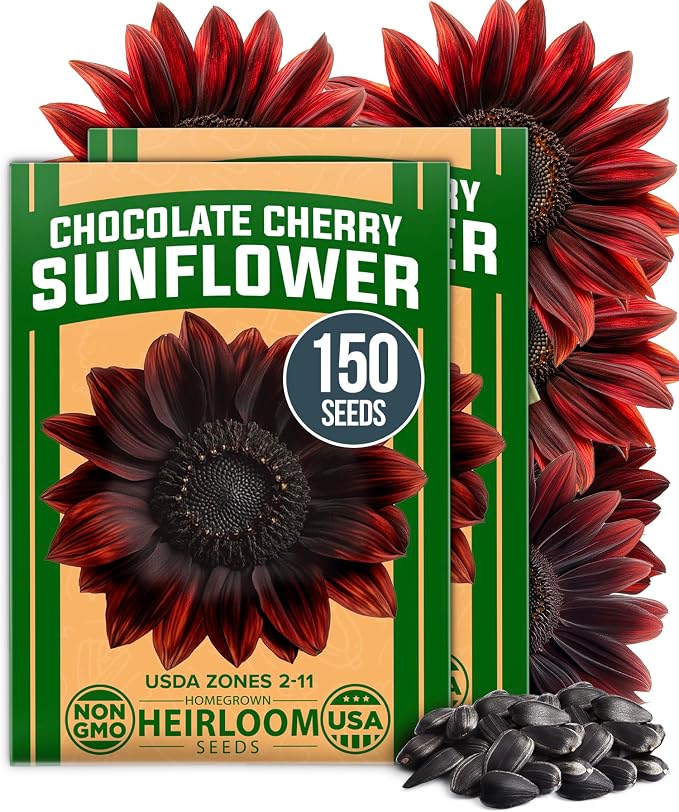 HOME GROWN Chocolate Cherry Sunflower Seeds – 150 Heirloom Non-GMO Seeds – by HOMEGROWN
