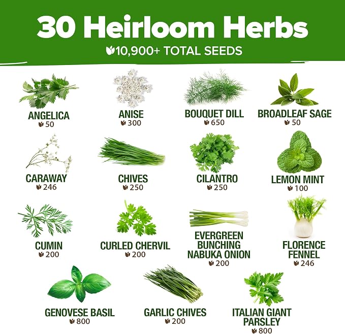 HOME GROWN 30 Herb Seeds for Planting 10, 900+ Non-GMO Heirloom Seeds | Extra - Image 3
