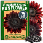 HOME GROWN Chocolate Cherry Sunflower Seeds 75 Heirloom Seeds by HOMEGROWN