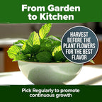 HOME GROWN Peppermint Seeds 2 Pack 4, 740 Heirloom Mint Seeds - Image 6