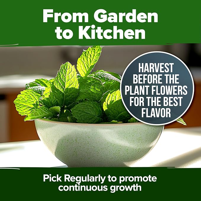 HOME GROWN Peppermint Seeds 2 Pack 4, 740 Heirloom Mint Seeds - Image 6