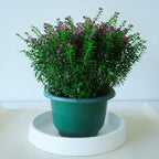 1 Pack Plant Saucer Tray for Ceramic Plastic Pots, 6 inch Plant Saucers for - Image 5