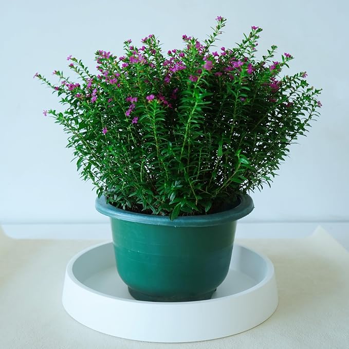 1 Pack Plant Saucer Tray for Ceramic Plastic Pots, 6 inch Plant Saucers for - Image 5