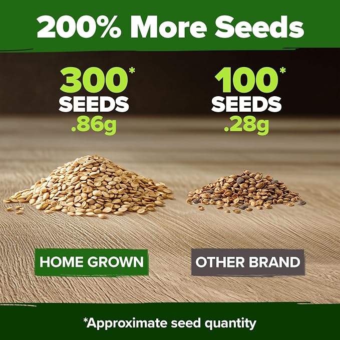 HOME GROWN Beefsteak Tomato Seeds 300+ Heirloom Non-GMO Seeds - Image 3