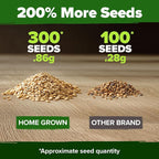 HOME GROWN Beefsteak Tomato Seeds 300+ Heirloom Non-GMO Seeds - Image 3