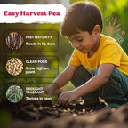 KVITER 75 Top Pick Pinkeye Cow Pea Seeds - Image 4
