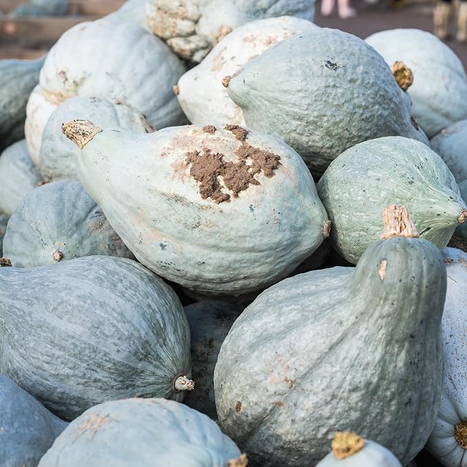 Seed Needs Blue Hubbard Winter Squash Seeds - Image 7