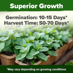 HOME GROWN Non GMO Common Mint Seeds 1, 800 Heirloom Herb Seeds, USA Sourced | - Image 2