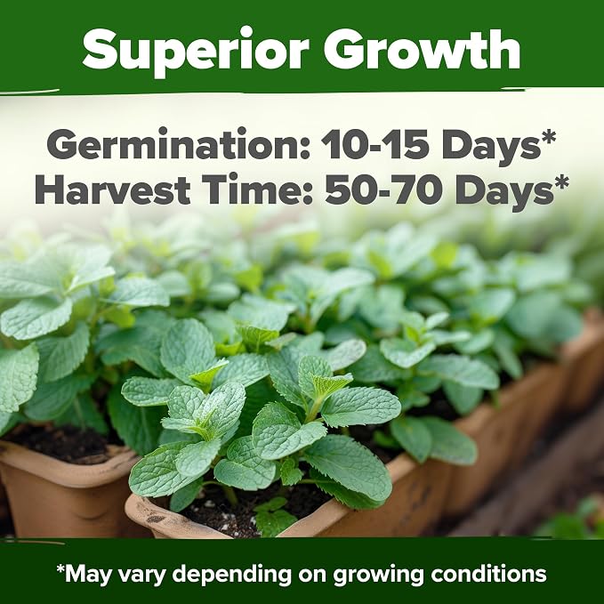 HOME GROWN Non GMO Common Mint Seeds 1, 800 Heirloom Herb Seeds, USA Sourced | - Image 2