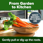 HOME GROWN Tendersweet Carrots Seeds 6000+ Heirloom Non-GMO Seeds - Image 7
