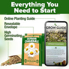 HOME GROWN German Chamomile Seed Pack – 4, 560 Heirloom Seeds - Image 8