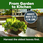 HOME GROWN Georgia Southern Collard Green Seeds 600+ Heirloom Non-GMO Seeds - Image 7