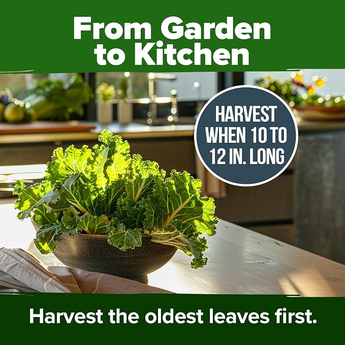 HOME GROWN Georgia Southern Collard Green Seeds 600+ Heirloom Non-GMO Seeds - Image 7