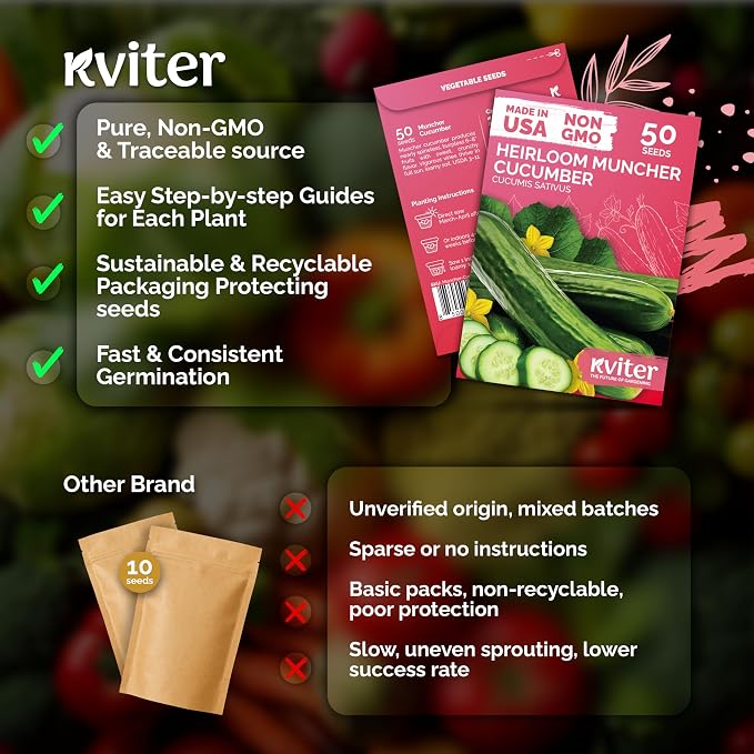 KVITER 50 Muncher Cucumber Seeds – Burpless & Seedless Cucumber Organic - Image 5