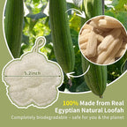 Travel Loofah Made from Real Egyptian Shower Loofah Spong Natural, Exfoliating - Image 6