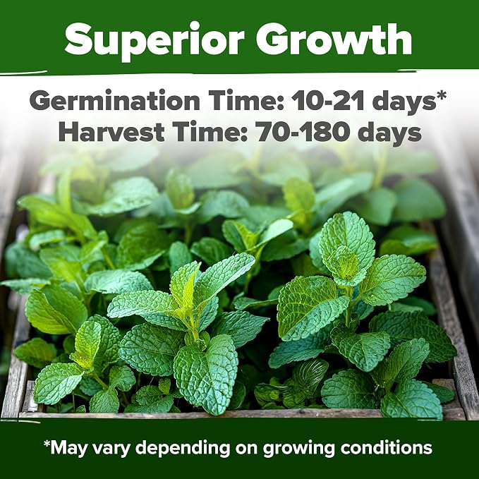 HOME GROWN Non GMO Lemon Balm Seed Pack - Image 2
