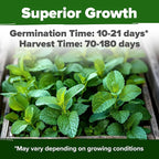 HOME GROWN Non GMO Lemon Balm Seed Pack - Image 2