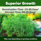 HOME GROWN Non GMO Dill Seeds for Planting 1, 014 Bouquet Dill Seeds and - Image 2