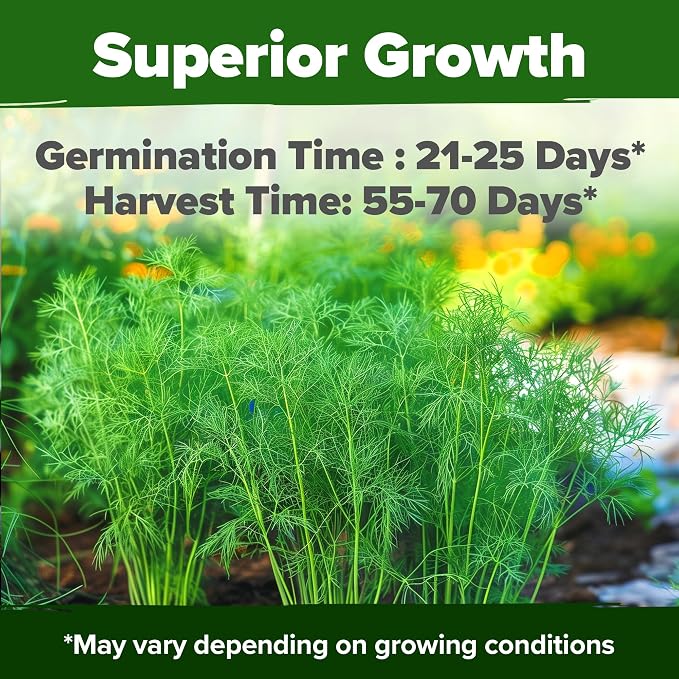 HOME GROWN Dill Seeds 2 Pack - Image 2