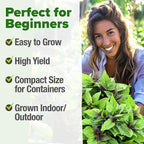 HOME GROWN Thai Basil Seeds Pack - Image 4