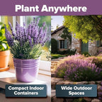 HOME GROWN Premium English Lavender Seeds -1, 300 Herb Seeds, Wildflower Seed - Image 4