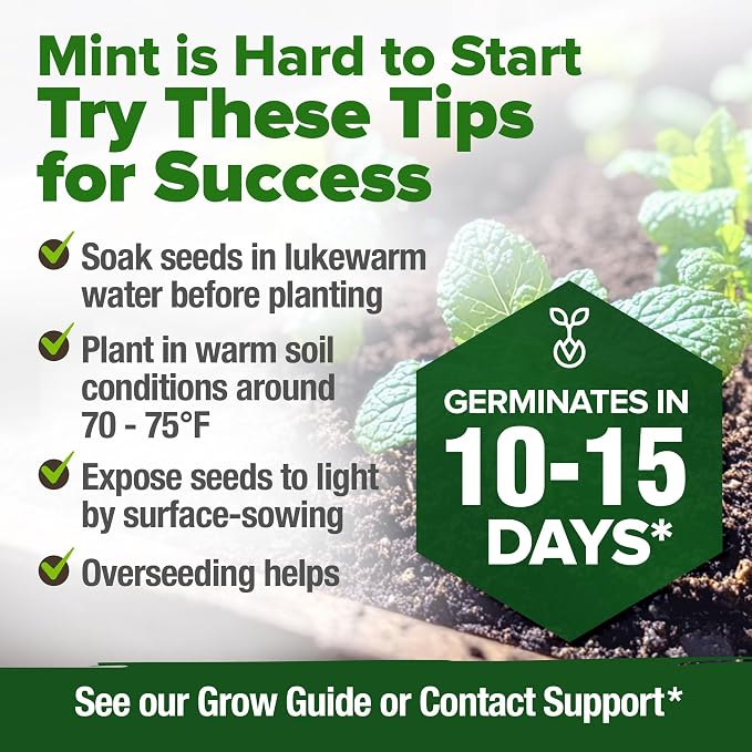 HOME GROWN Non GMO Common Mint Seeds 1, 800 Heirloom Herb Seeds, USA Sourced | - Image 8