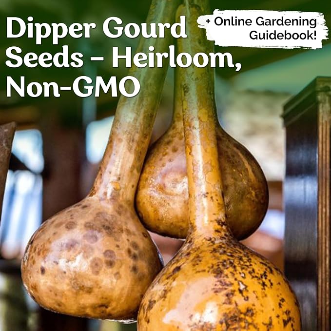 KVITER 10 Dipper Gourd Seeds – Long Handle Dipper Gourd, Heirloom Seeds Non GMO - Image 2