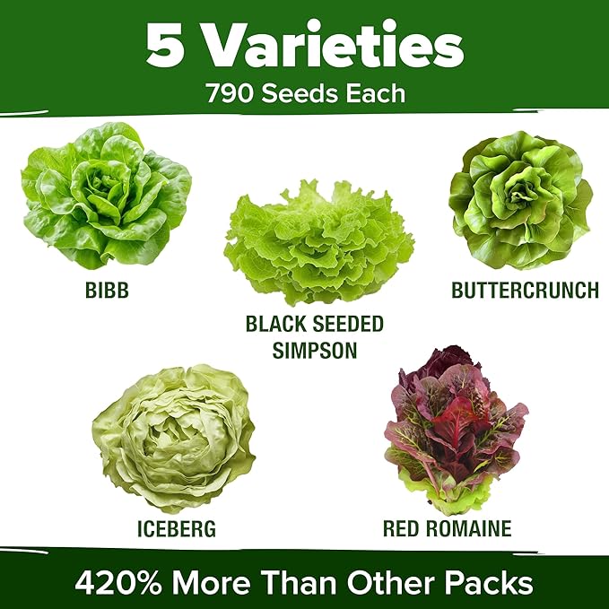 HOME GROWN Lettuce Seeds 5 Variety Mix 3950+ Bulk Pack Heirloom Non-GMO - Image 3