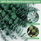 12PCS Dried Eucalyptus Bundle 17'' Real Eucalyptus Stems 100% Natural Fresh - Image 5