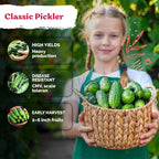 KVITER 150 Boston Pickling Cucumber Seeds - Image 4