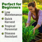 HOME GROWN Non GMO Culantro Seeds 360 Herb Seeds - Image 4