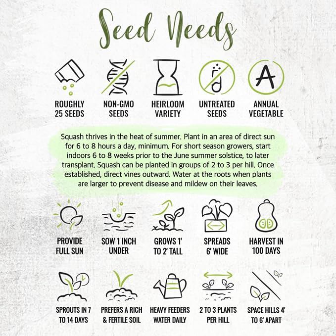Seed Needs Waltham Butternut Squash Seeds - Image 8