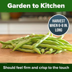 HOME GROWN Contender Bush Bean Seeds 28+ Heirloom Non-GMO, High Germination - Image 7