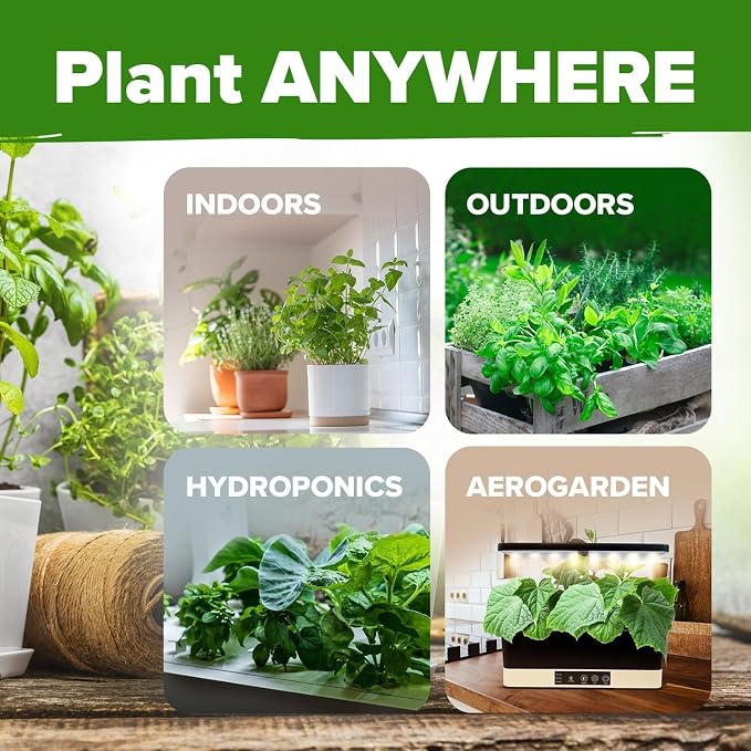 HOME GROWN 6 Herb Seeds for Planting 2, 650+ Non-GMO Heirloom Seeds | Extra - Image 8