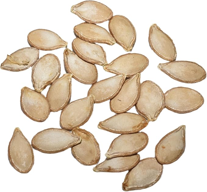 Seed Needs Waltham Butternut Squash Seeds - Image 6
