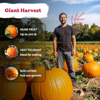 KVITER 25 Big Max Pumpkin Seeds - Image 4