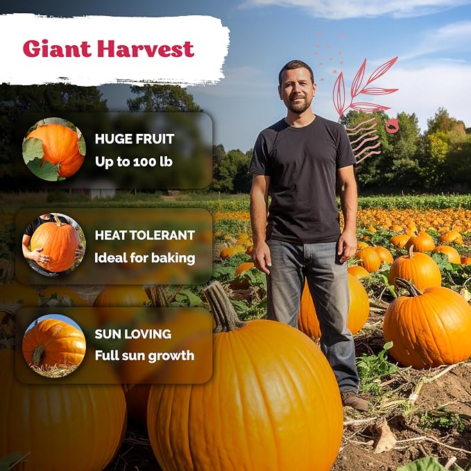 KVITER 25 Big Max Pumpkin Seeds - Image 4